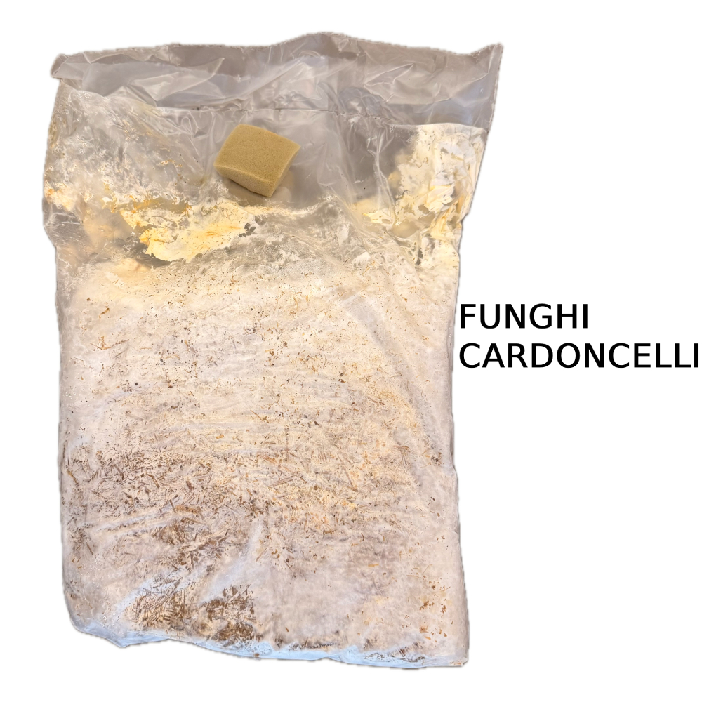 FUNGHI -